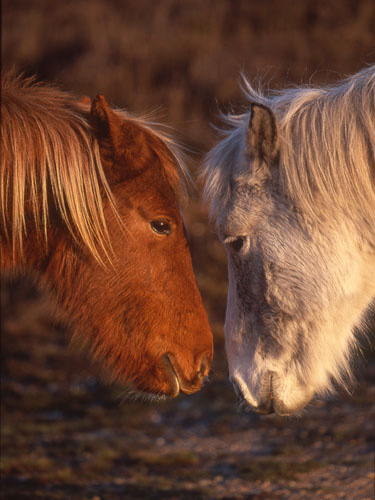 New Forest Ponies : Ponies Nose-to-Nose