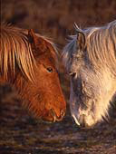 Ponies Nose-to-Nose image ref 219
