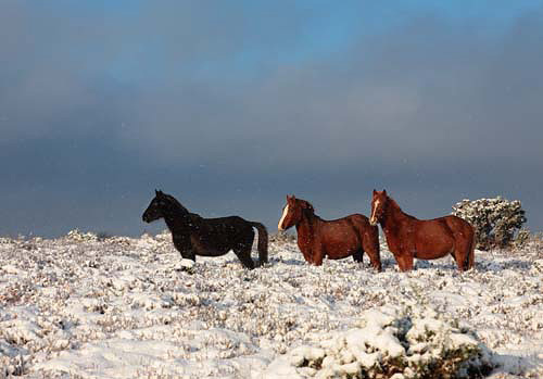 New Forest Ponies : New Forest Ponies in the Snow
