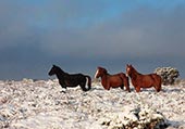 New Forest Ponies in the Snow image ref 235