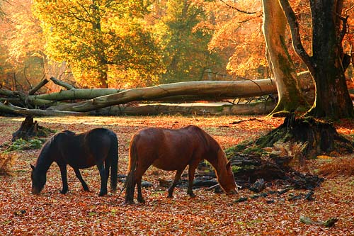 New Forest image: New Forest Ponies in Mark Ash Wood in Autumn