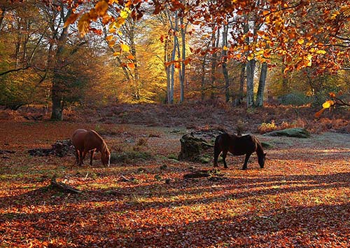 New Forest Landscapes : New Forest Ponies in Autumn Woodland