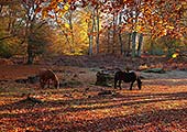 New Forest Ponies in Autumn Woodland
image ref 238