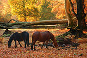 New Forest Ponies in Mark Ash Wood in Autumn image ref 237