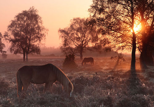 New Forest image: Grazing Ponies near Matley Wood