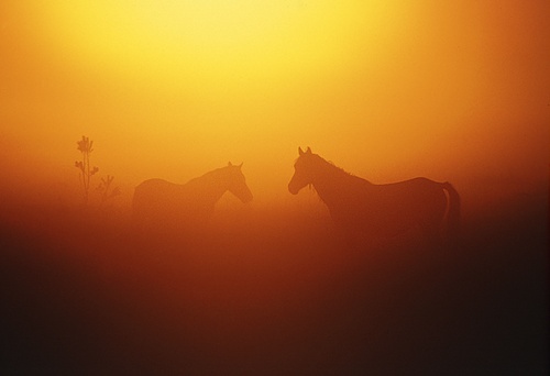 New Forest Ponies : Ponies in the Mist at Sunrise