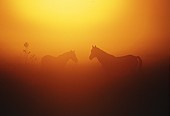 Ponies in the Mist at Sunrise image ref 46