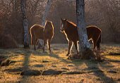 Ponies near Oberwater image ref 390
