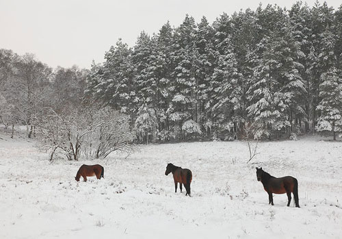 New Forest Ponies : Ponies in the Snow at Vinney Ridge