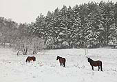 Ponies in the Snow at Vinney Ridge image ref 316