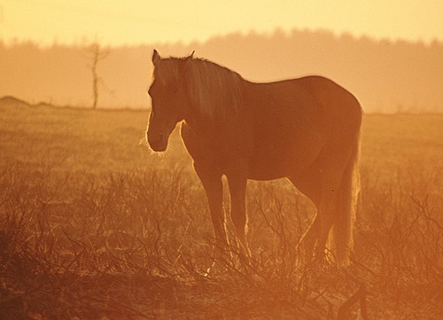 New Forest Ponies : New Forest pony warming itself at sunrise