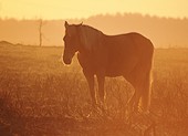 New Forest pony warming itself at sunrise image ref 105