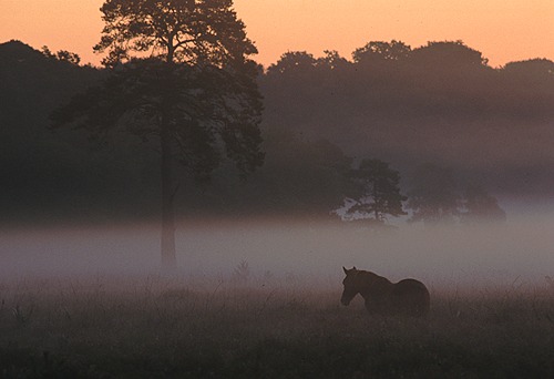 New Forest Ponies : New Forest pony on Beaulieu Heath at dawn