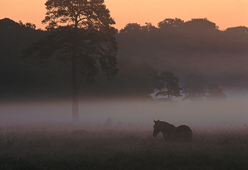 New Forest pony on Beaulieu Heath at dawn
image ref 108 New Forest Ponies : New Forest pony on Beaulieu Heath at dawn