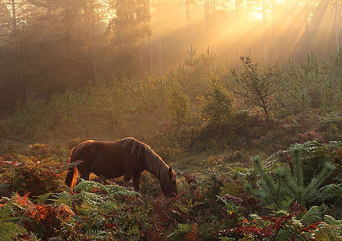 New Forest image: Grazing Pony at Bolderwood Walk