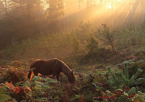 New Forest Ponies : Grazing Pony at Bolderwood Walk