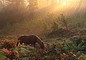 Grazing Pony at Bolderwood Walk
image ref 284