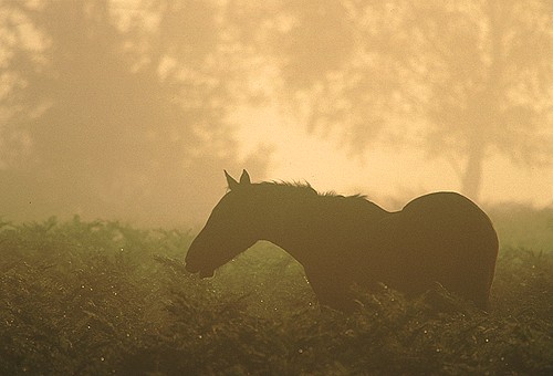 New Forest Ponies : New Forest Pony Browsing on Bracken