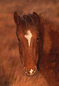 New Forest Pony in Morning Light image ref 220