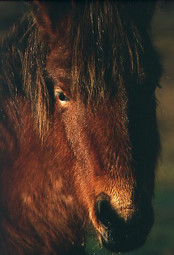 New Forest Ponies : Close up of New Forest pony