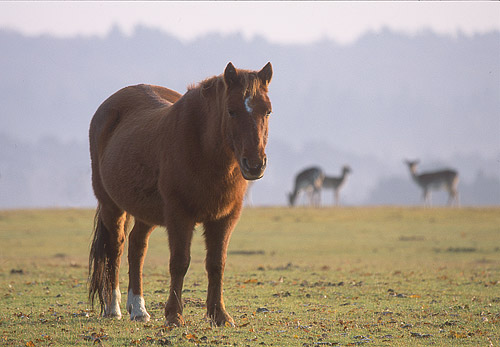 New Forest Ponies : New Forest Pony  and Fallow Deer