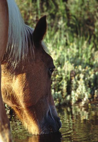 New Forest Ponies : New Forest pony drinking