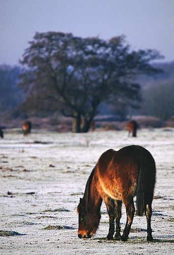 New Forest Ponies : New Forest pony grazing in the frost