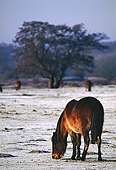 New Forest pony grazing in the frost image ref 57