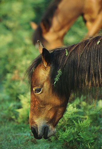 New Forest Ponies : A Pony pauses from Grazing