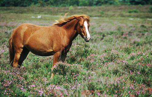New Forest Ponies : New Forest pony among heather at Rockford Common