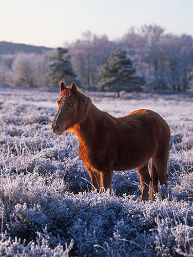 New Forest Ponies : New Forest Pony at Dibden Bottom