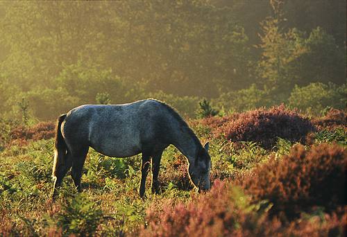 New Forest Ponies : New Forest pony grazing among the heather