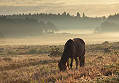 Pony at Markway Hill image ref 360