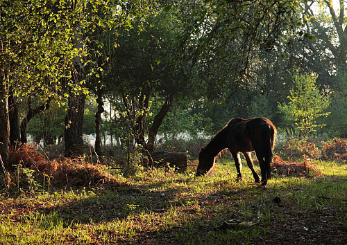 New Forest Ponies : Grazing Pony in Matley Wood