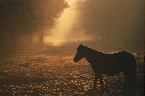 New Forest Ponies : Pony in the Mist