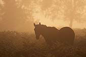 New Forest Pony in the Dawn Mist image ref 222