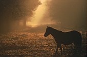 Pony in the Mist image ref 12