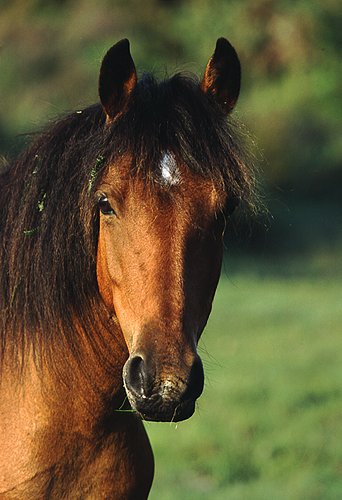 New Forest Ponies : Portrait of a New Forest pony