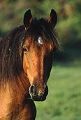 Portrait of a New Forest pony image ref 45