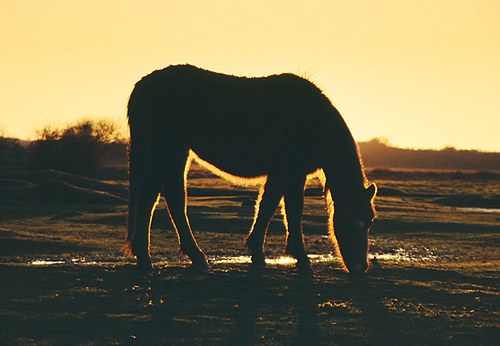 New Forest Ponies : Silhouetted New Forest Pony