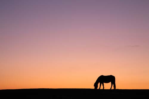 New Forest Ponies : Pony Silhouette
