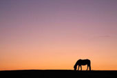 Pony Silhouette image ref 296