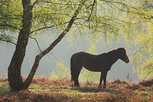 New Forest Ponies : New Forest Pony under a Birch Tree in Spring