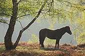 New Forest Pony under a Birch Tree in Spring image ref 236