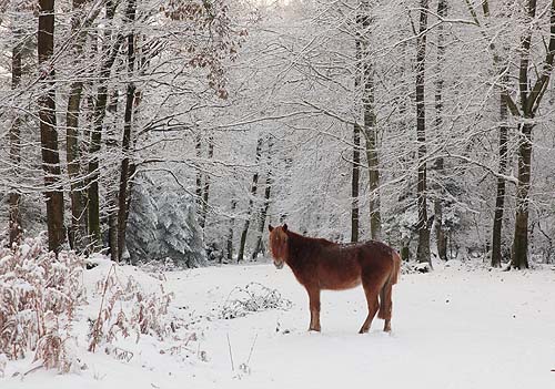 New Forest Landscapes : Pony in the Coppice of Linwood