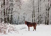 Pony in the Coppice of Linwood image ref 261