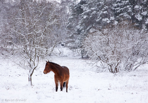 New Forest Ponies : Pony in the Snow at Vinney Ridge