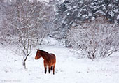 Pony in the Snow at Vinney Ridge image ref 387