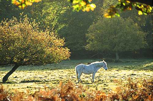 New Forest Ponies : Sunbathing Pony