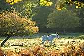 Sunbathing Pony image ref 83